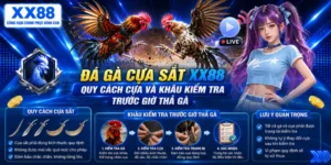 Đá gà cựa sắt XX88 – Quy cách cựa và khâu kiểm tra trước giờ thả gà